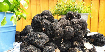 IN SEASON - An Exquisite Delicacy: Exploring the Black Summer Truffle