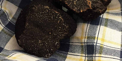 IN SEASON - Black truffle "Pregiato" - Winter 2019