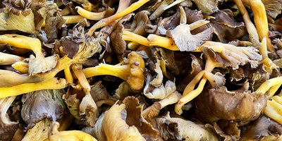 IN SEASON - Chanterelle Mushrooms: A Culinary Treasure of the Forest