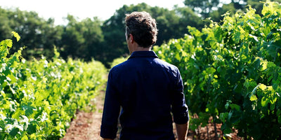 ON THE SPOT - Rediscovering the Beauty of Cinsault: Exploring the Delicate Wines of Languedoc