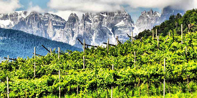 ON THE SPOT - Discovering the Delightful Müller-Thurgau Wine: A Journey through Trentino's Valle di Cembra