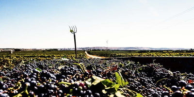ON THE SPOT - Primitivo Wines: Exploring the Rich Heritage of Puglia's Indigenous Grape