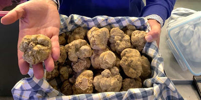 IN SEASON - White truffle - Autumn 2020