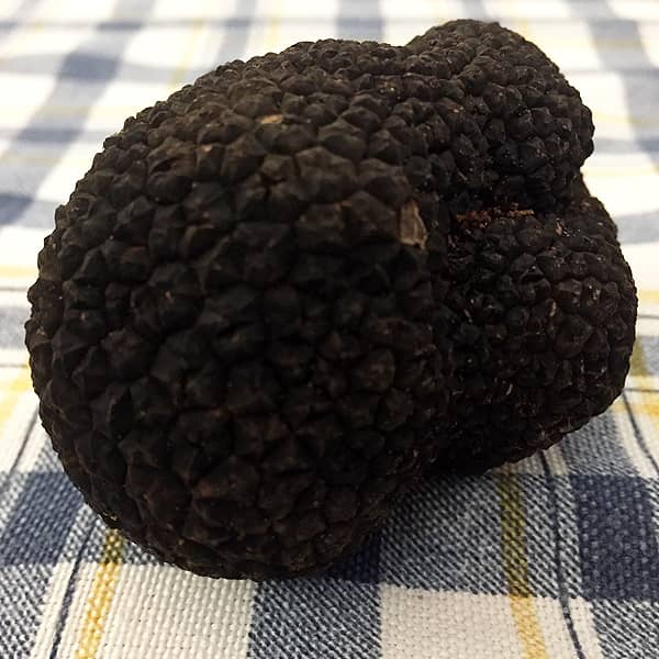 Black Truffle "Pregiato" (Tuber Melanosporum)