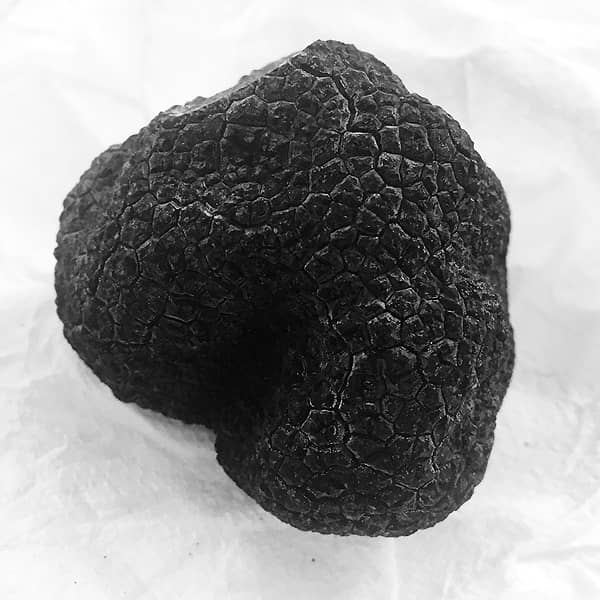 Black Truffle "Uncinato" (Tuber Uncinatum)